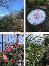 Heimatliebe 4 You Heim Erde Fernostlicher Blutenzauber Botanischer Garten Schattenbeet Gewachs