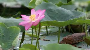 Check spelling or type a new query. Lotus Flower Grown From 100 Year Old Seeds Blooms In Beijing Youtube