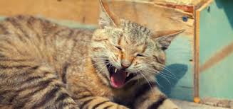 If your cat vomits once or twice, it's probably nothing to be overly concerned about. What Causes A Cat To Throw Up Yellow Liquid Catster