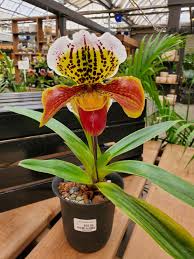 Image result for Paphiopedilum