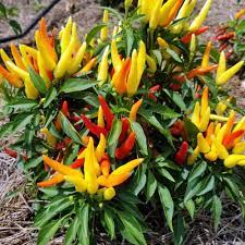 Plant size 12 to 15 inches tall, 18 inches wide. Chilly Chili Ornamental Pepper Plant