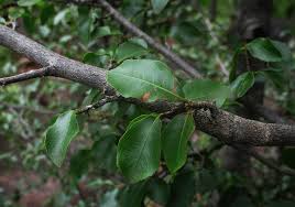 Image result for Ochna inermis