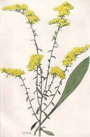 Pin By Mandi Barker On Art Goldenrod Flower Goldenrod Plants