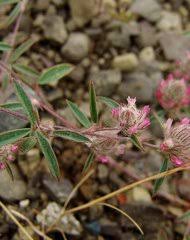 Image result for Grona stolzii