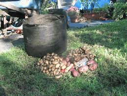 Red potatoes in a cold room bins. Growing Potatoes In Containers A Roundup Of The Best Ideas Gardening Channel