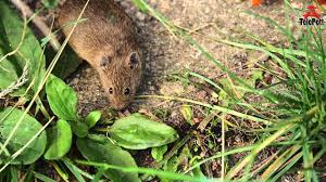 Feldmäuse feldmäuse, microtus arvalis, werfen nach einer tragzeit von 2. Field Mouse Close Up Garden Feldmaus Nahaufnahme Im Garten Youtube