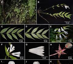 Image result for Orthanthera jasminiflora