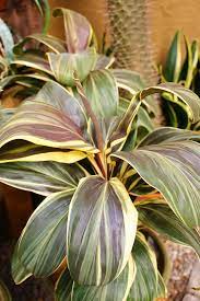 Cordyline Mocha Latte 2 Plants Ti Plant Shade Garden Plants