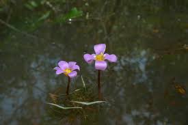 Image result for Cabombaceae