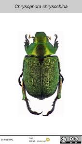 Image result for Chrysochloa