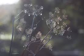 File:Dew Drops (186487031).jpeg