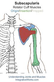 Pin On Shoulder Origin Insertion