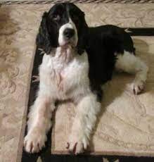 Cici Is Up For Adoption Through Neessr New England English Springer Spaniel Rescue 11 4 1 English Springer Spaniel Rescue English Springer Springer Spaniel