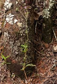 Image result for Vernonia petersii