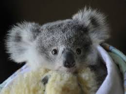 He S Been Left Without His Mum But A St Andrews Animal Rescuer Is Making Sure This Eight Month Old Koala Will Have A Bri Cuddly Animals Koala Cute Baby Animals