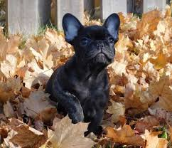 Check spelling or type a new query. Canadian Kennel Club Announces Canada S Top 10 Most Popular Dogs Ckc