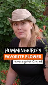 Video 9 in my Best Hummingbird-Attracting Plants Series features  Hummingbird Carpet, also known as Creeping Hummingbird Trumpet or Orange  Carpet (Zauschneria). Here in Colorado, I plant it in very hard-to-grow  areas that