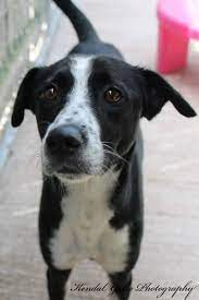 Adopt Tesla On Petfinder Dog Adoption Adoption Humane Society