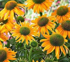 Echinacea So Pretty White Flower Farm Beautiful Flowers Perennials