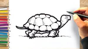 Comment dessiner une tortue facilement - YouTube