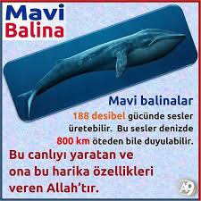 Https Www Instagram Com Harikabilim Balinalar Mavi Balina Evrim