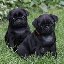 Pug Kopegi Ne Kadar Yasar