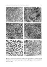 Image result for Cassipourea congoensis