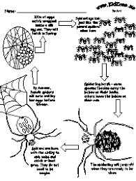 Many children at the age of five or six are just beginning to become comfortable with one language. Spider Activities For Kids