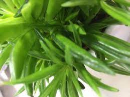 Indoor succulents that like shade. Succulent Plant Whose Leaves Look Like Fat Pea Pods