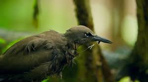 Image result for Pisonia