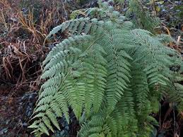 Image result for Hypolepis