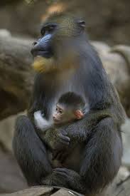2 Mandril Baby And Mom Lg Animals Beautiful Animals Wild Cute Baby Animals