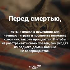 pin na doske korotkie fakty