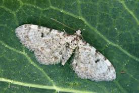 Image result for Eupithecia actaeata