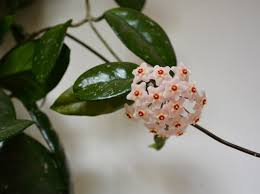 Image result for hoya plant flower