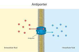 Transport that directly uses atp for energy is considered primary active transport. Active Transport The Definitive Guide Biology Dictionary