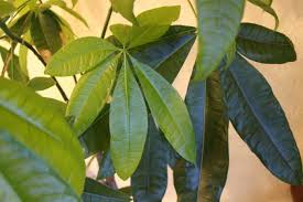 Weitere ideen zu pflanzen pflege, pflanzen, gartentipps. Gluckskastanie Pachira Aquatica Grundlagen Der Pflege Erklart