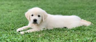 They take the health and temperament of this golden retriever breeder in southern california carefully screens all potential owners to make sure the puppies will not be in the wrong home. Sunkissed Goldenz Golden Retriever Breeder Siloam Springs Arkansas