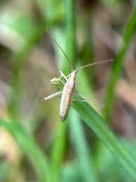 Image result for Stenostelma