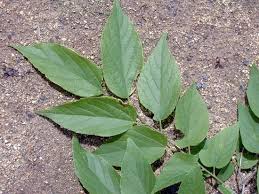 Image result for Celtis