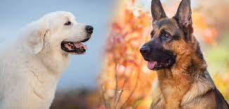 German shepherd great pyrenees mix price. Great Pyrenees German Shepherd Mix Guard Dog Or Perfect Pet
