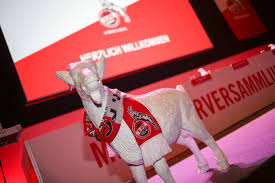 An der seitenlinie dagegen gab es . 1 Fc Koln Ladt Zur Mitgliederversammlung Alles Wichtige Zur Virtuellen Veranstaltung