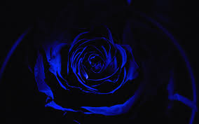 Trova immagini fiori gratis ✓ scarica immagini di fiori da scaricare ✓ scegli nuove immagini nuove di fiori hd da utilizzare per i tuoi progetti. 4k Blu Rosa Oscurita Close Up Rose Fiori Blu Rose Blu Fiori Blu Rosa Blu Sfondi