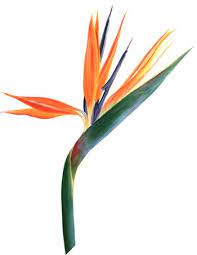 Bird Of Paradise Hinh Xăm Hoa Hinh Xăm Hoa