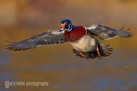 Ducks Garyluhm Net Waterfowl Hunting Bird Hunting Waterfowl Taxidermy