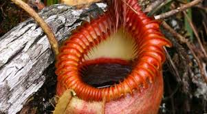 It is this wealth of plant life that attracts and sustains a fantastic collection of animals. Rainforest Plants Social Studies