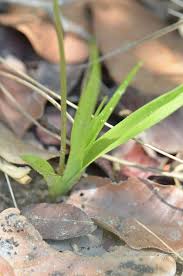 Image result for Eulophia seleensis