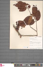 Image result for Staudtia kamerunensis