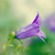 Flower Photography By Una On Instagram Adria Bellflower Campanula Portenschlagiana Find Beauty In The Little Things Adriab I 2020