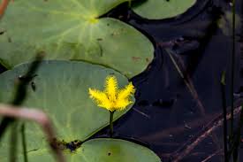 Image result for Basananthe sandersonii